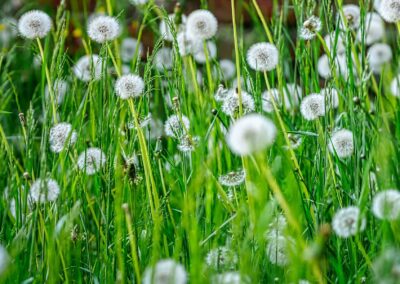Markenentwicklung | Kabunzol (Dr. Claus Pharma)